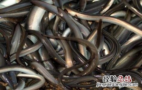 鳗鱼养殖条件是什么 鳗鱼养殖条件