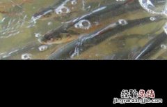 鲈鱼养殖的注意事项有哪些 鲈鱼养殖的注意事项