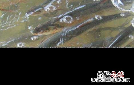 鲈鱼养殖的注意事项有哪些 鲈鱼养殖的注意事项