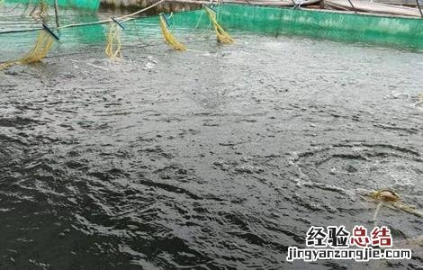 鲈鱼养殖的注意事项有哪些 鲈鱼养殖的注意事项