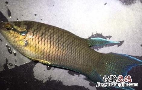 斗鱼养殖的注意事项 斗鱼的养殖方法和注意事项