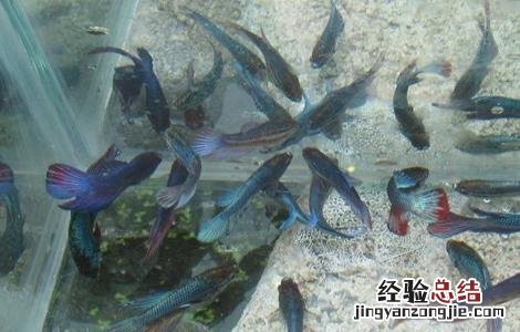 斗鱼养殖的注意事项 斗鱼的养殖方法和注意事项