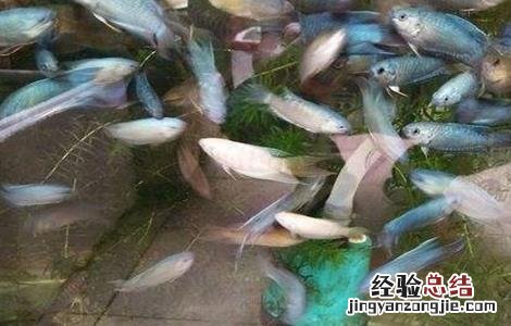 斗鱼养殖的注意事项 斗鱼的养殖方法和注意事项