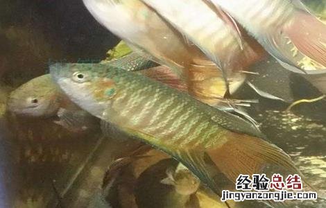 斗鱼养殖的注意事项 斗鱼的养殖方法和注意事项