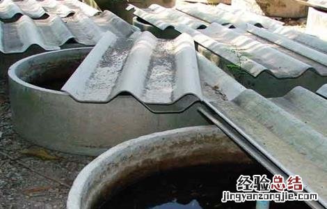 斗鱼养殖的注意事项 斗鱼的养殖方法和注意事项
