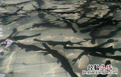 养鸭嘴鱼应该注意什么 鸭嘴鱼养殖的注意事项