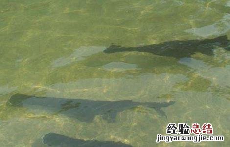 养鸭嘴鱼应该注意什么 鸭嘴鱼养殖的注意事项