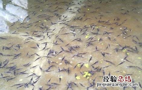养鸭嘴鱼应该注意什么 鸭嘴鱼养殖的注意事项
