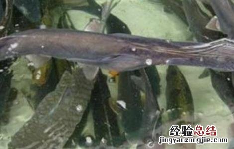 养鸭嘴鱼应该注意什么 鸭嘴鱼养殖的注意事项