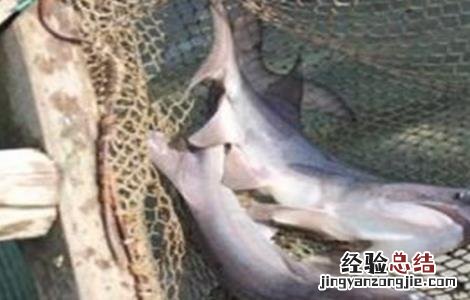 养鸭嘴鱼应该注意什么 鸭嘴鱼养殖的注意事项