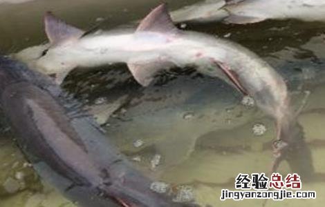 养鸭嘴鱼应该注意什么 鸭嘴鱼养殖的注意事项