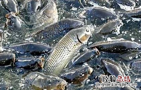 鲤鱼养殖的注意事项 鲤鱼的养殖方法和注意事项