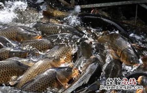 鲤鱼养殖的注意事项 鲤鱼的养殖方法和注意事项