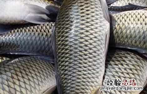 鲤鱼养殖的注意事项 鲤鱼的养殖方法和注意事项