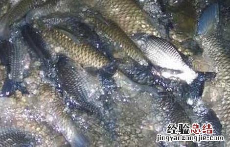 鲤鱼养殖的注意事项 鲤鱼的养殖方法和注意事项