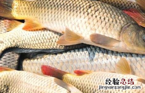 鲤鱼养殖的注意事项 鲤鱼的养殖方法和注意事项