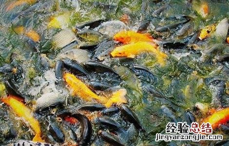 春季鱼塘饲养管理要点 春季鱼塘饲养管理要点有哪些
