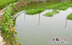 春季鱼塘饲养管理要点 春季鱼塘饲养管理要点有哪些
