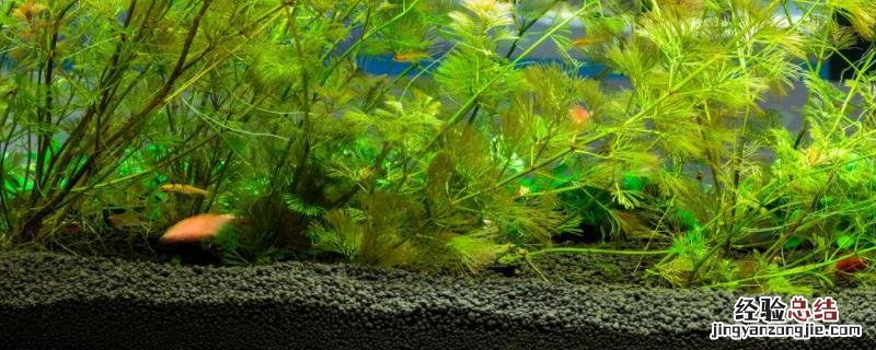 二氧化碳片对养水草管用吗,养水草需要加热棒吗