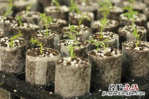 春季干什么农活 春季有哪些农活