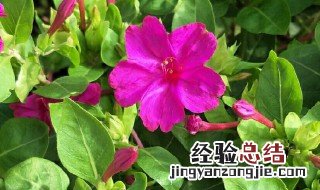 胭脂花的传说 胭脂花是什么花