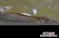 养鲶鱼需要注意哪些问题呢 养鲶鱼需要注意哪些问题