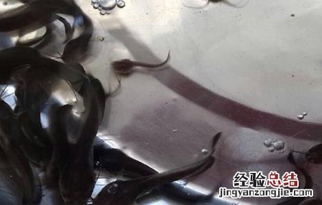 养鲶鱼需要注意哪些问题呢 养鲶鱼需要注意哪些问题