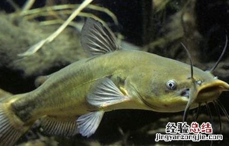 养鲶鱼需要注意哪些问题呢 养鲶鱼需要注意哪些问题