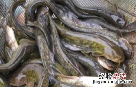 养鲶鱼需要注意哪些问题呢 养鲶鱼需要注意哪些问题
