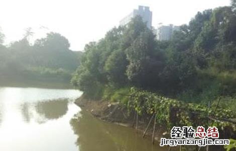 鱼塘要怎么消毒 鱼塘怎么消毒用什么消毒