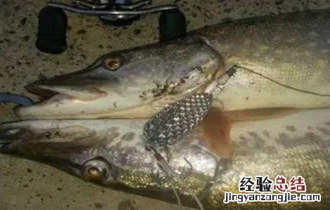 养殖白斑狗鱼的注意事项 白斑狗鱼怎么养