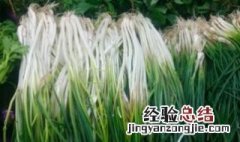 荞葱怎么做 荞葱是什么