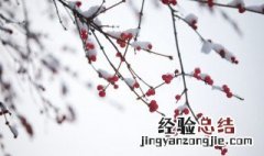 冬至的雪 冬至雪飞下一句