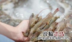 河虾怎么保存 存放虾的方法