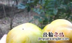 青柿子怎么保存时间长 储存柿子的方法