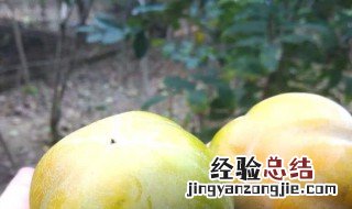 青柿子怎么保存时间长 储存柿子的方法