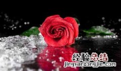 玫瑰花的传说 玫瑰花的传说故事