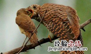 杜鹃花和杜鹃鸟的故事 杜鹃鸟故事什么道理