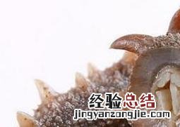 海参和什么不能一起吃 海参和什么不能一起吃