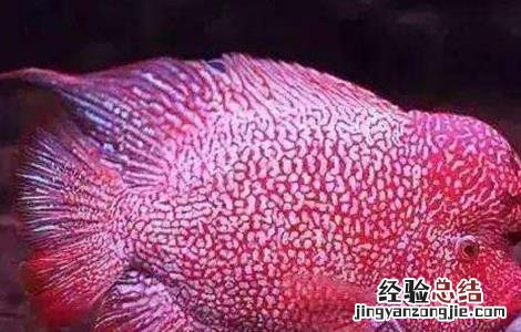 罗汉鱼养殖的误区有哪些 罗汉鱼养殖的误区