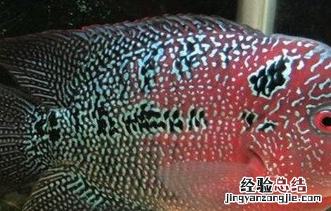 罗汉鱼养殖的误区有哪些 罗汉鱼养殖的误区