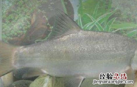 裂腹鱼的人工养殖技术 裂腹鱼人工繁殖