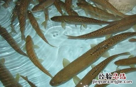 裂腹鱼的人工养殖技术 裂腹鱼人工繁殖