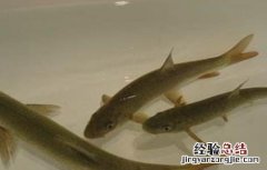 裂腹鱼的人工养殖技术 裂腹鱼人工繁殖