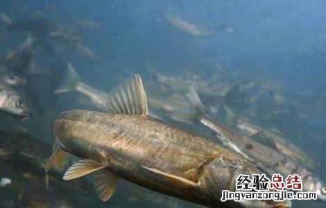裂腹鱼的人工养殖技术 裂腹鱼人工繁殖