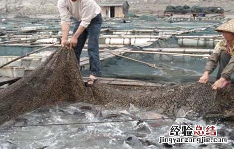 春季养鱼注意事项有哪些 春季养鱼注意事项
