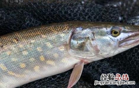 白斑狗鱼养殖条件 白斑狗鱼的养殖技术