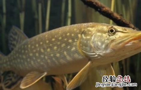 白斑狗鱼养殖条件 白斑狗鱼的养殖技术