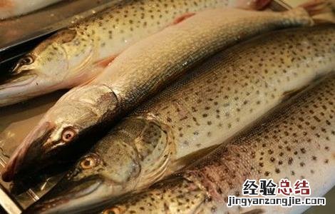 白斑狗鱼养殖条件 白斑狗鱼的养殖技术