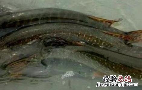 白斑狗鱼养殖条件 白斑狗鱼的养殖技术